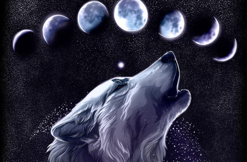 Hình ảnh sói và mặt trăng