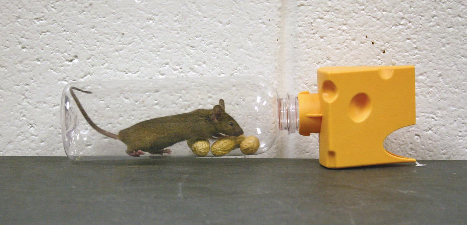 Bẫy chuột bằng chai nhựa 