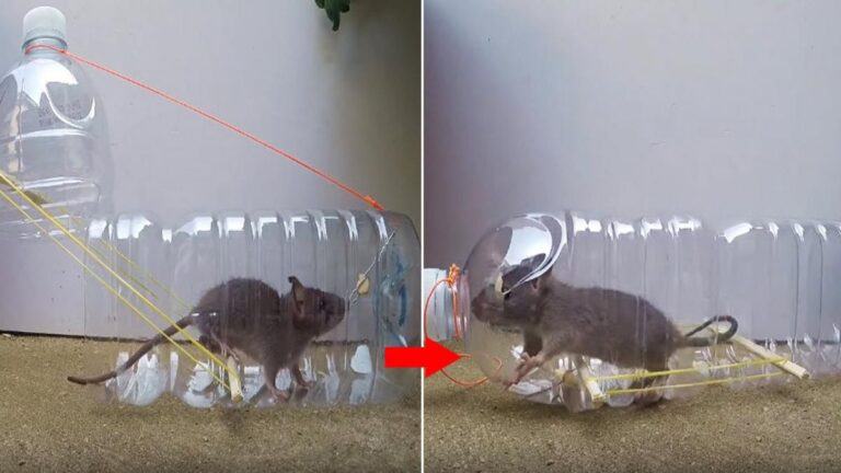 Hướng dẫn cách làm bẫy chuột bằng chai nhựa đơn giản mà hiệu quả