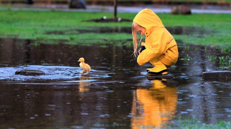 Hình ảnh chú vịt vàng xinh đẹp và cô bé dưới mưa