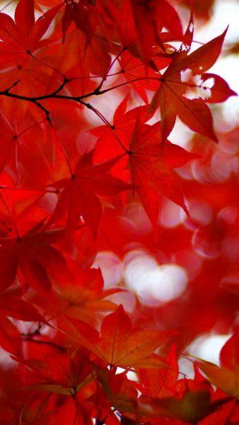 Tổng hợp hơn 65 về hình nền lá mùa thu  Du học Akina