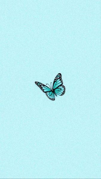 hình nền con bướm nhỏ màu xanh