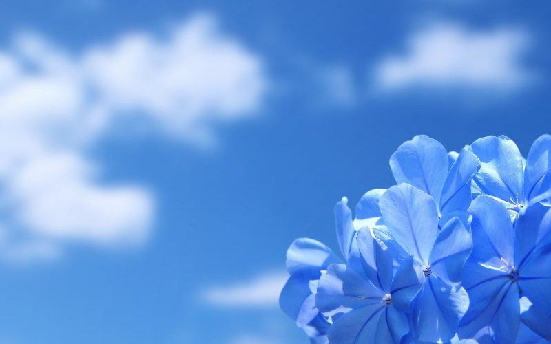 Hoa cẩm tú cầu màu xanh là hình nền đám mây