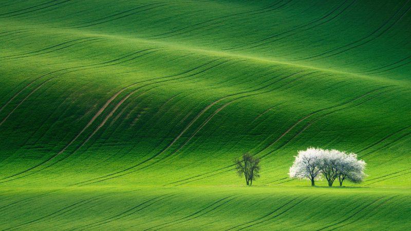 Hình nền cây xanh trắng trên cánh đồng xanh