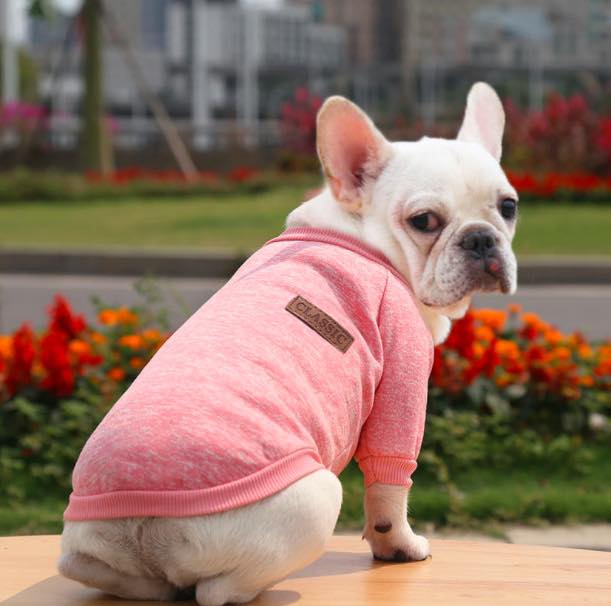Hô biến đồ cũ thành áo cho cún cưng siêu đẹp 2022