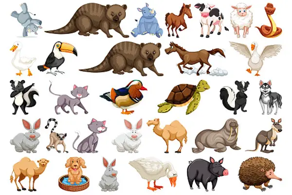 30 phút học từ vựng về tên các con vật tiếng Anh nhanh, dễ nhớ