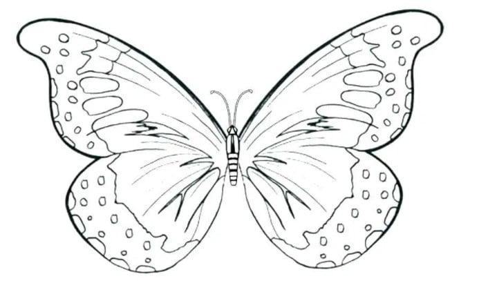 32 hình vẽ con bướm