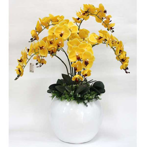 Yellow Phalaenopsis Orchid imagwirizana ndi Earth