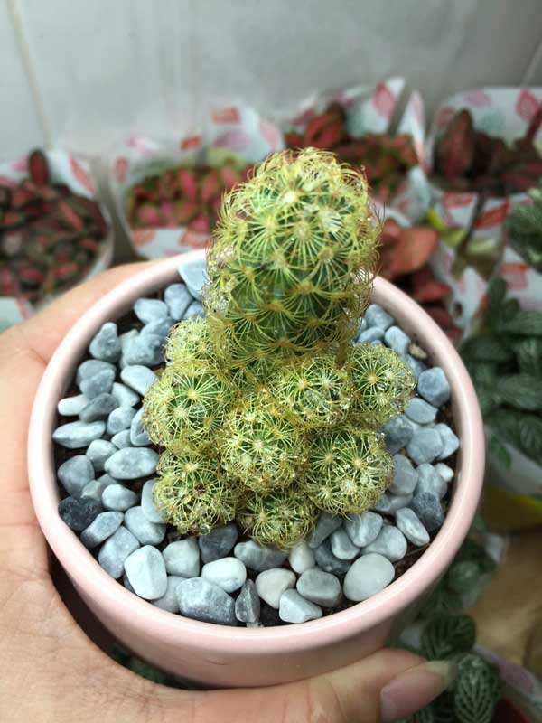 Cactus amagwirizana ndi Earth