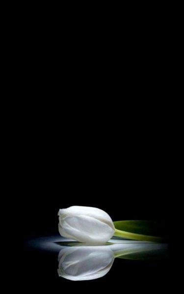 một hình ảnh tang lễ màu đen của hoa tulip