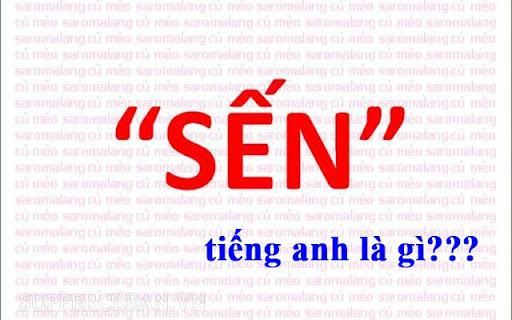 hiền triết trong Tiếng Anh là gì?