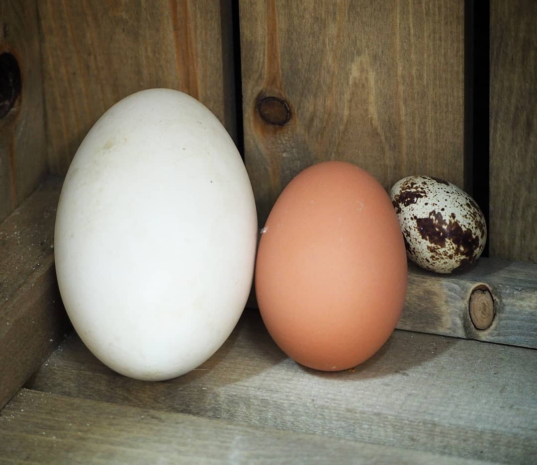 Ăn trứng mỗi ngày có tốt không? 