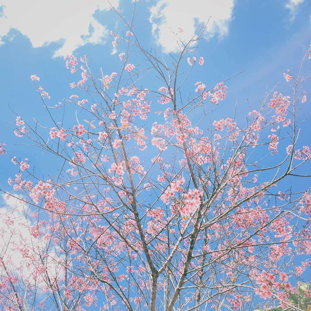 Tổng hợp ảnh bầu trời xanh – hồng cute – đẹp & bình yên nhất ...