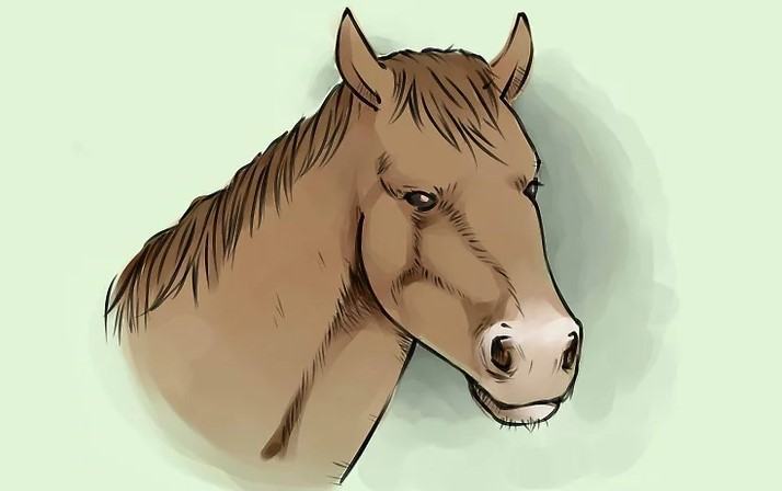 Xem hơn 100 ảnh về hình vẽ con ngựa đẹp  NEC