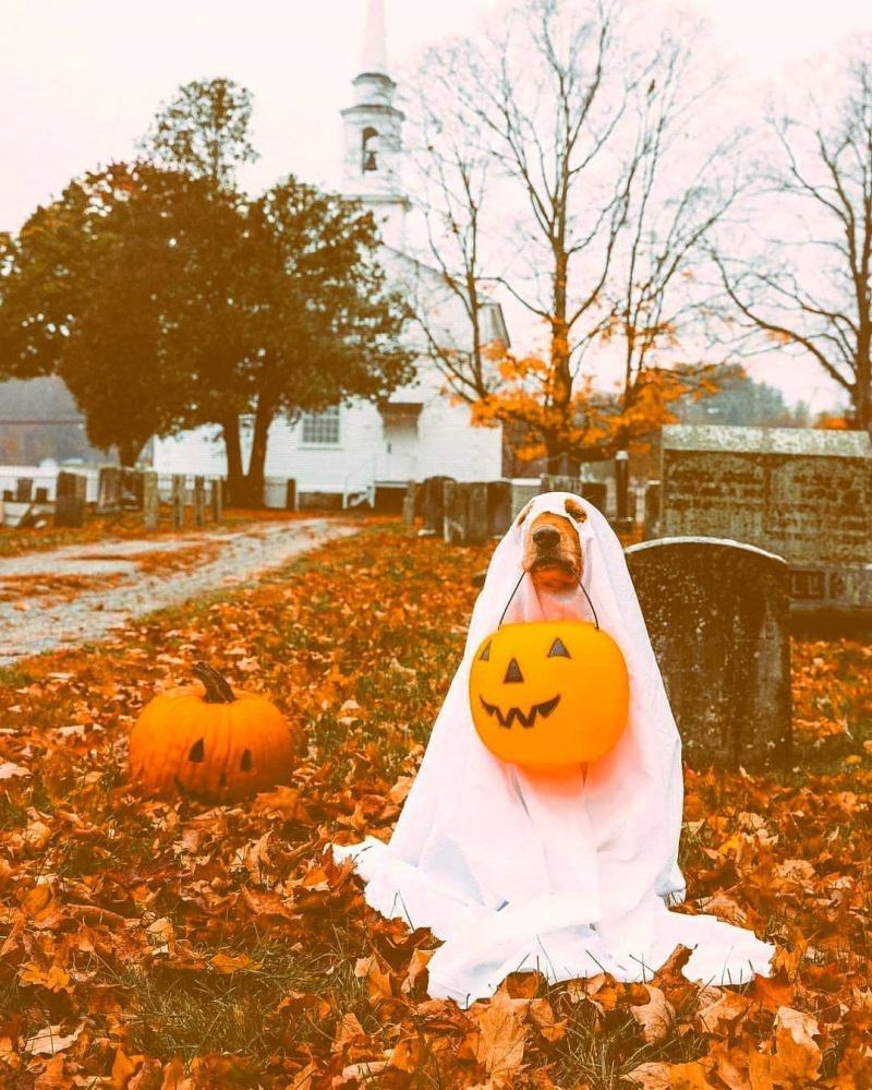 99+ hình ảnh Halloween dễ thương, cute, rùng rợn