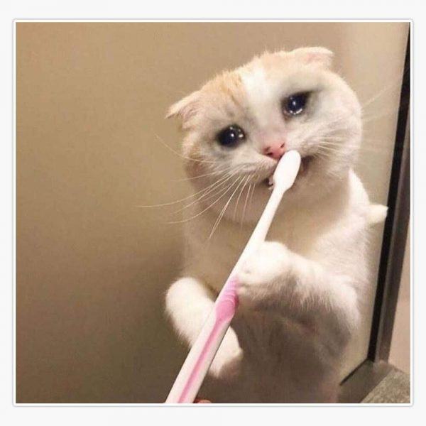 Hình ảnh mèo đang đánh răng đang khóc