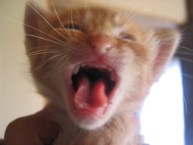 Hình ảnh một con mèo khóc ra khỏi miệng