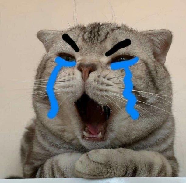 Hình ảnh mèo khóc dễ thương