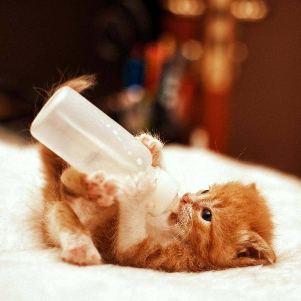 Mèo có thể uống sữa không?  Mèo có thể uống loại sữa nào?