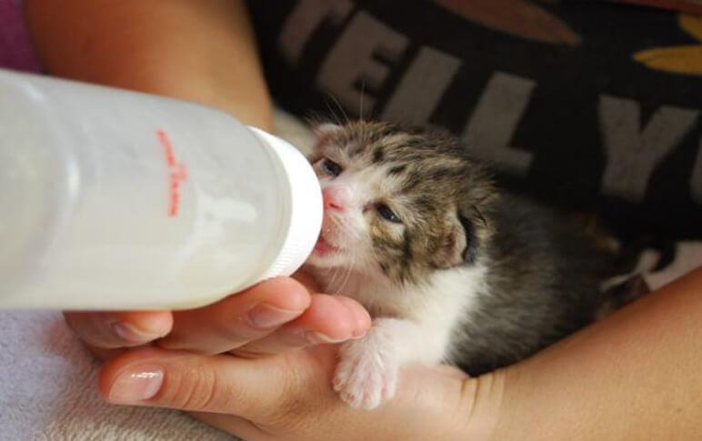 Mèo có thể uống loại sữa nào?  Và mèo có uống được sữa không?