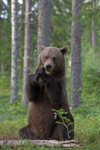 một hình ảnh của một con gấu đang ăn