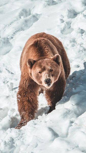 một con gấu nâu đi trong tuyết