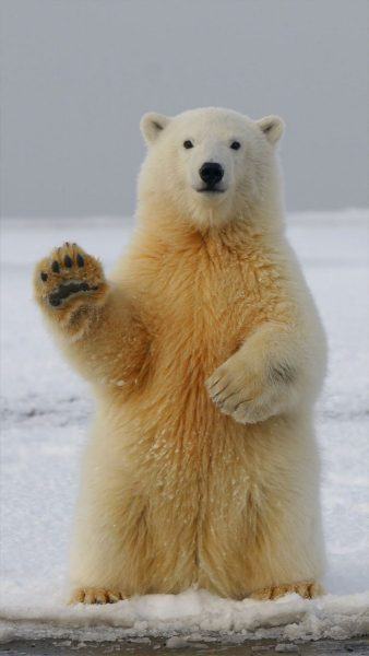 Say Hi hình ảnh của một con gấu bắc cực