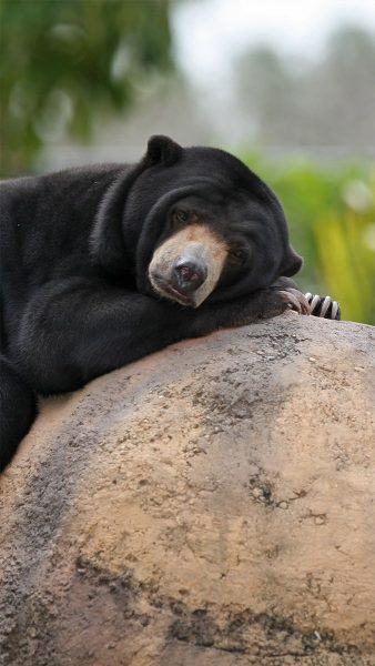 hình ảnh của một con gấu ngủ trên một tảng đá