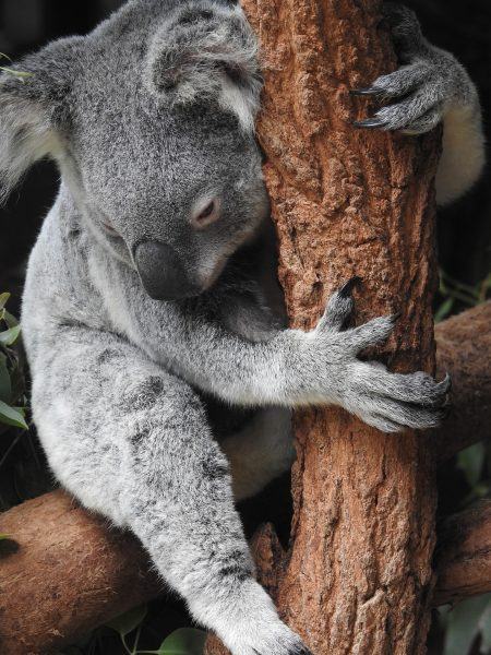 gấu koala ôm thân cây