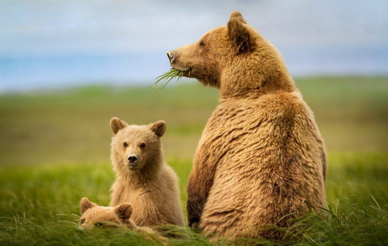 hình ảnh con gấu đang ăn cỏ