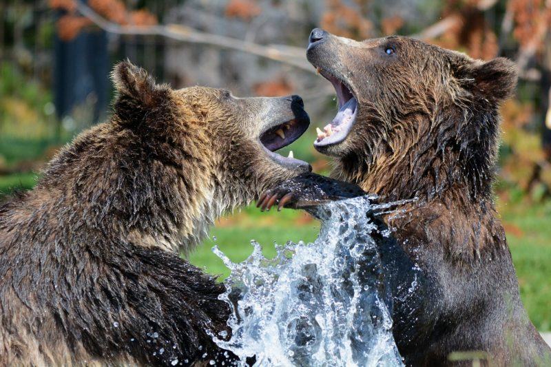 hình ảnh gấu chiến đấu