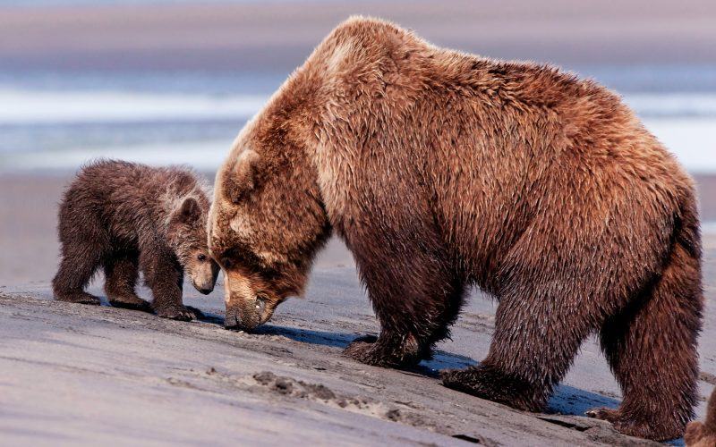 hình ảnh gấu mẹ và gấu con