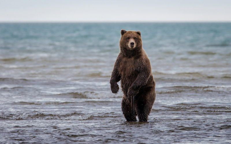 hình ảnh con gấu có hai chân