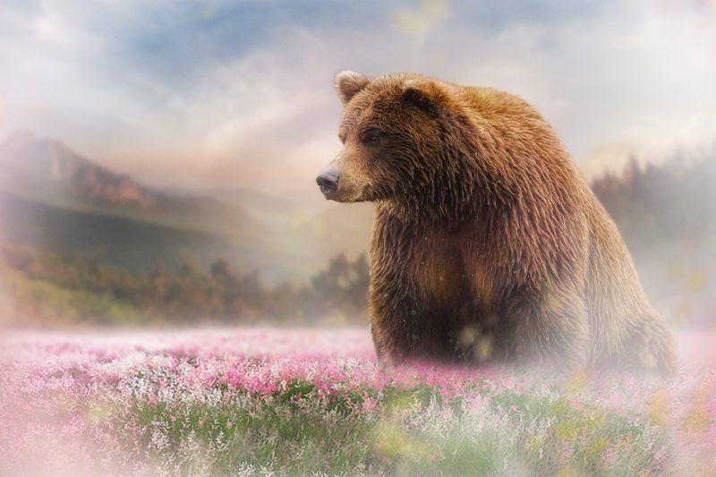 hình ảnh của một con gấu khổng lồ trong một khu vườn