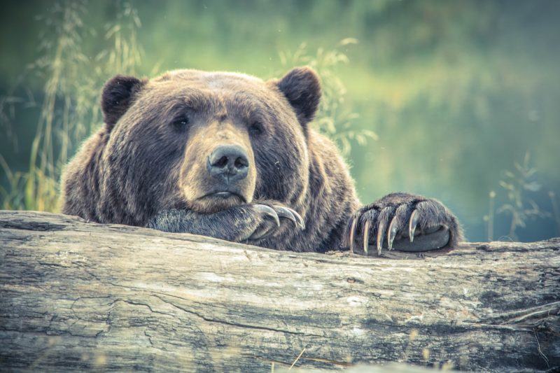 một hình ảnh của một con gấu đang ngủ trong tâm trí của bạn