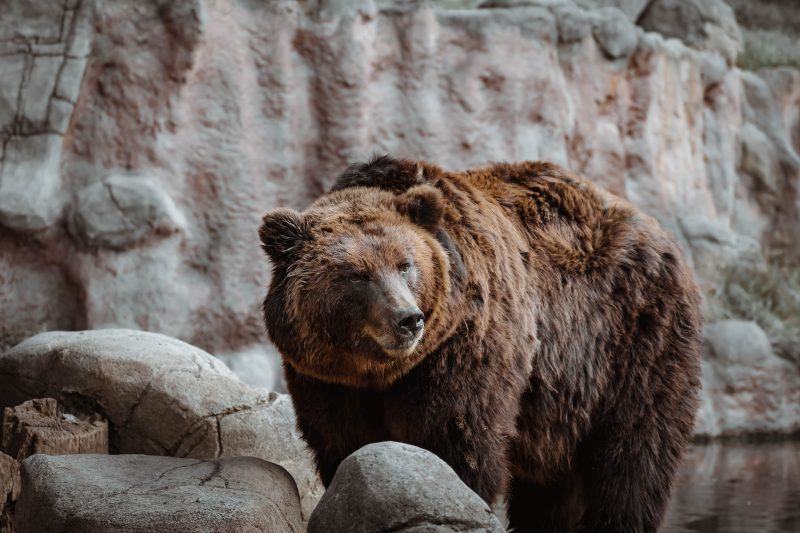 hình ảnh của một con gấu trong một hang động