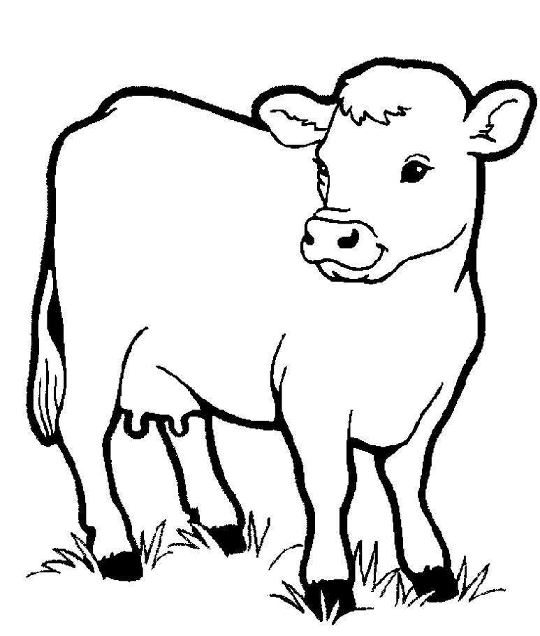 vẽ 16 con bò