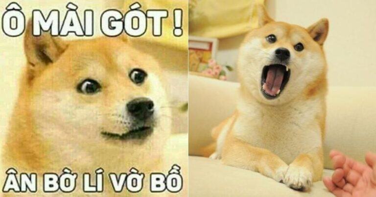 Shiba meme là gì mà giới trẻ “bấn loạn” mỗi khi nhắc đến?