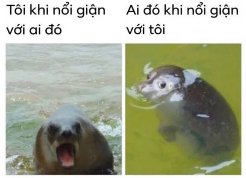 Meme hài hước về hải cẩu xấu hổ