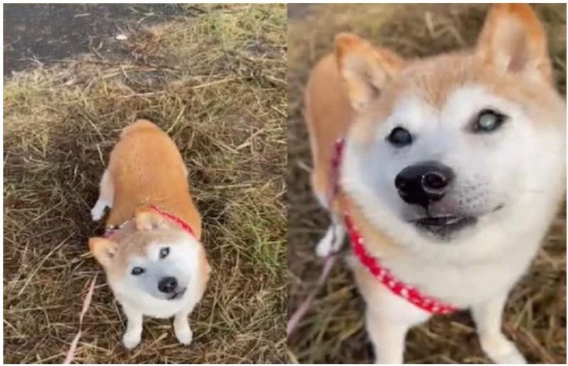 Meme chú chó Shiba Inu với khuôn mặt háu ăn