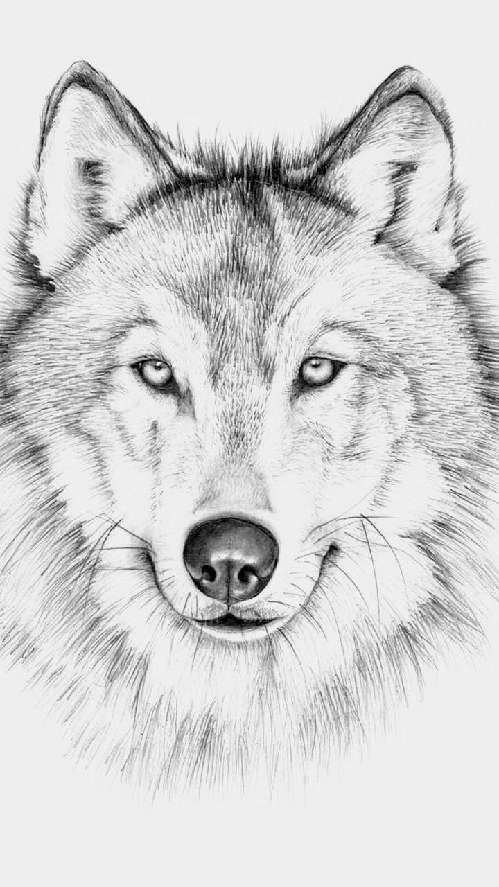 Bí quyết Cách vẽ chó sói 3d để đưa hình vẽ lên tầm cao mới