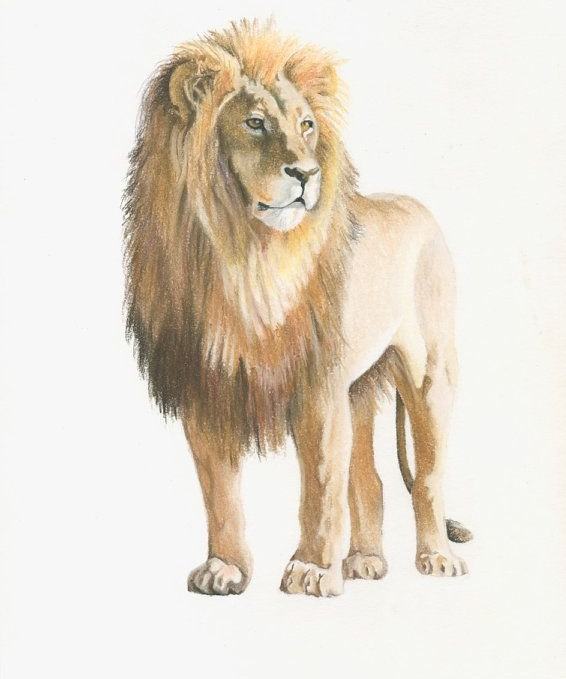 vẽ 24 con sư tử
