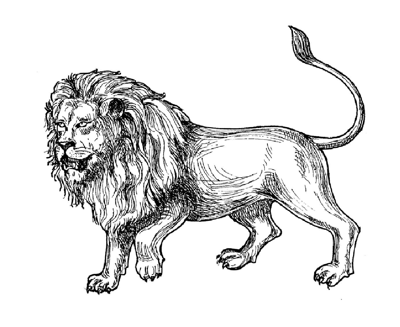 vẽ sư tử 18