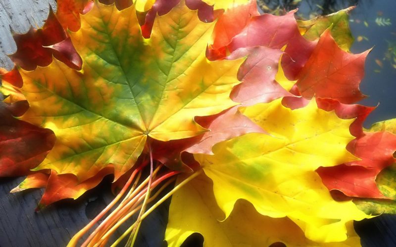 Hình ảnh lá vàng mùa thu