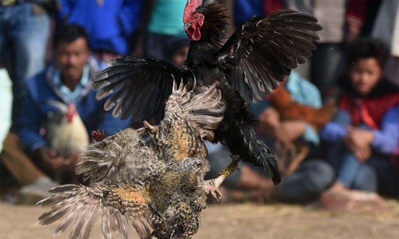 Một hình ảnh táo bạo của một con gà trống