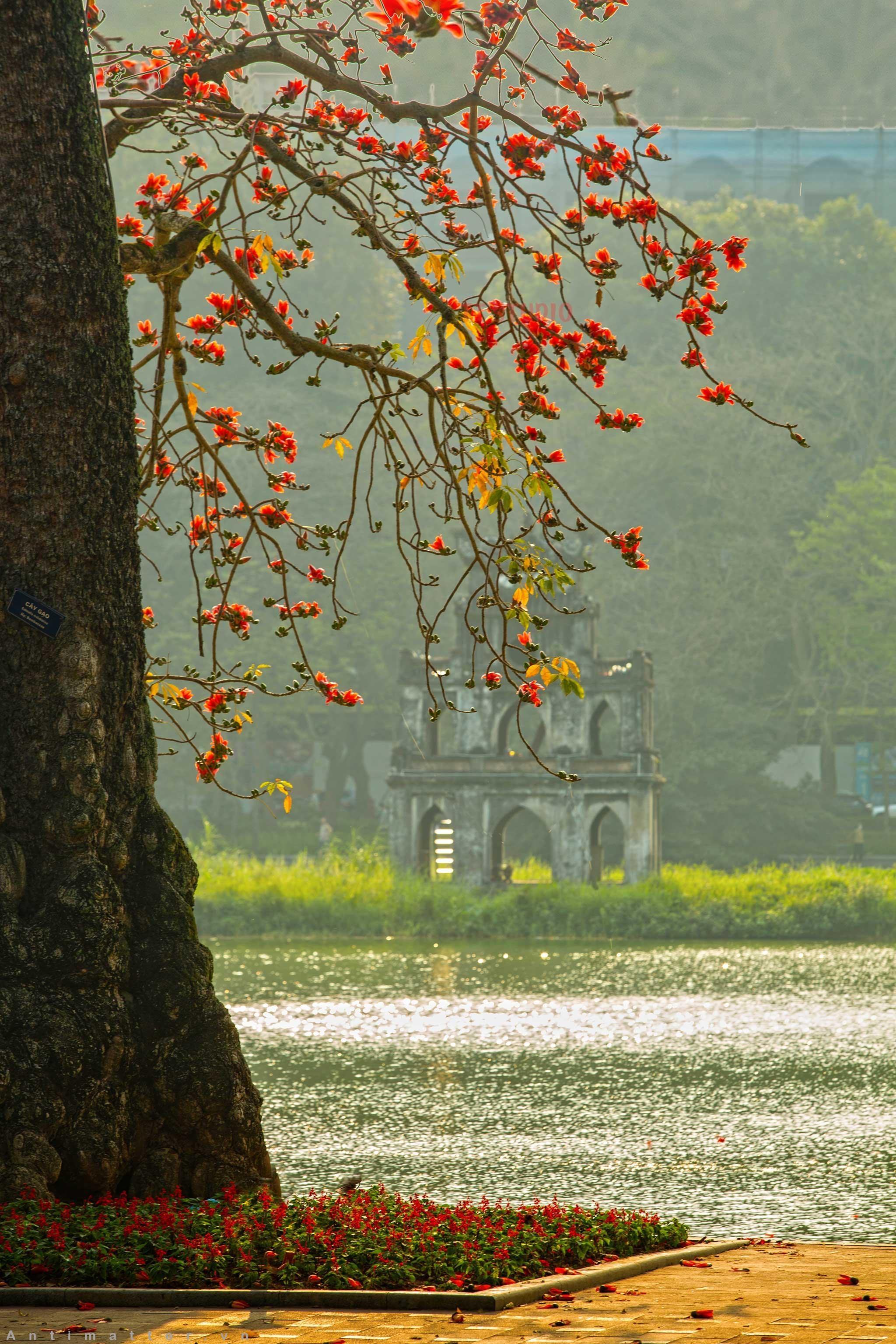 Một bức tranh rất đẹp về Hồ Gươm vào mùa thu