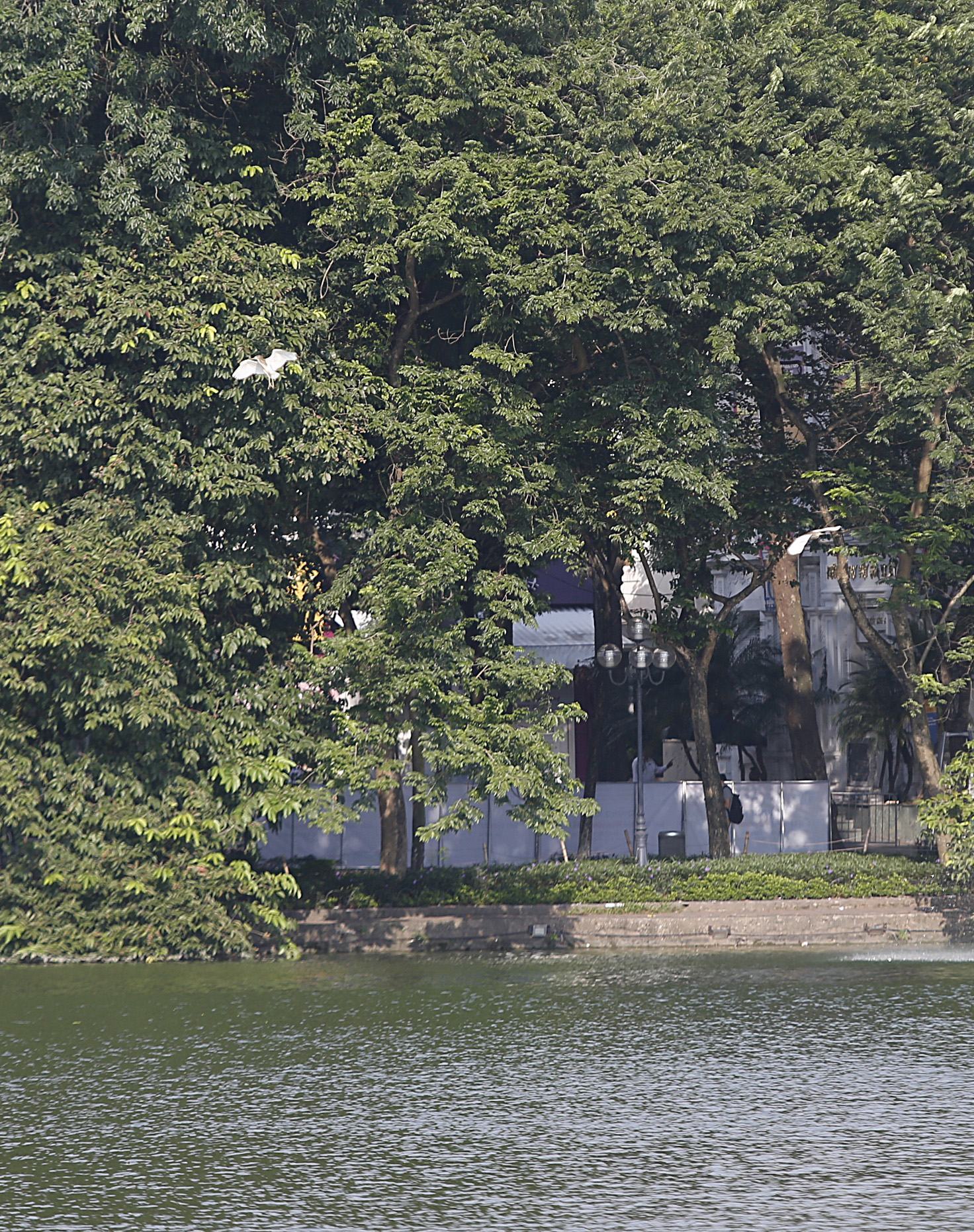 Hình ảnh Hồ Gươm với đàn cò