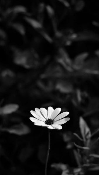 Sad image of losing a loved one, small chrysanthemums