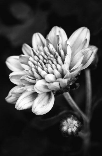 sad image when losing my beloved chrysanthemum