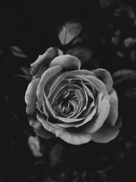 sad image of losing my beloved black and white flowers